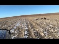 KS Coyote Hunt