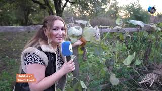 Download lagu Banu - Qəbələ Tüntül kəndi 1-ci hissə (25.10.2025) mp3 Download lagu Banu - Qəbələ Tüntül kəndi 1-ci hissə (25.10.2025) mp3