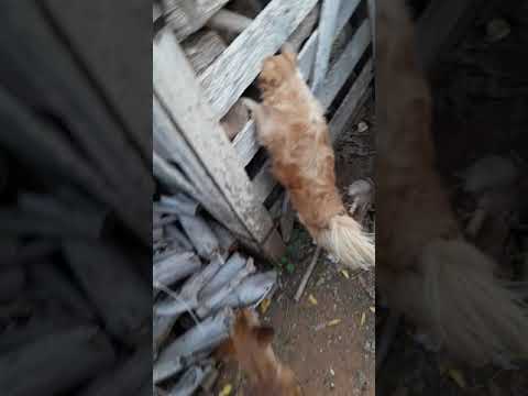 What are my dogs searching for in the pile of wood?