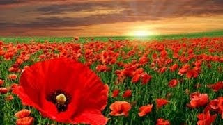 how to grow poppies from seeds (hindi/urdu)