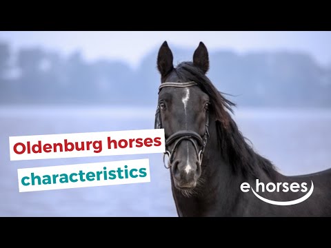 , title : 'Oldenburg horse | characteristics, origin & disciplines'