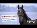 Oldenburg horse | characteristics, origin & disciplines