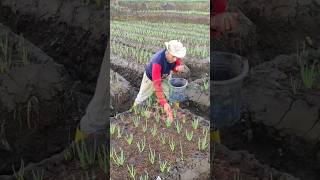 Download lagu How to fertilize onion plants 12 days after planting mp3