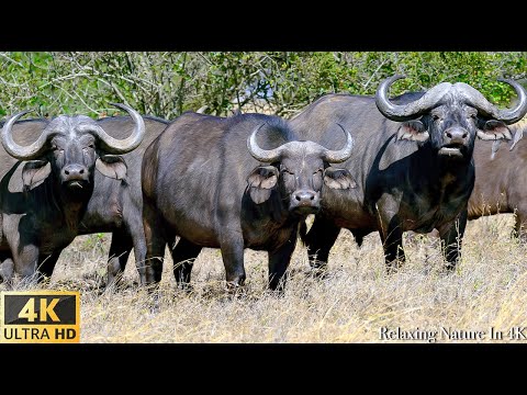 African Wildlife Africa, Mana Pools National Park Relaxing Nature In