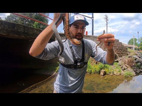 I Got BIT BY 3 SNAKES At The Same Time!!!! Awesome CREEK HERPING Adventure!!!!