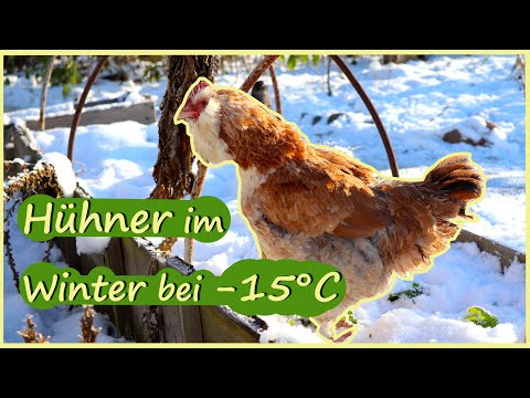 , title : 'Hühner im Winter / Hühnerhaltung / Selbstversorgung'