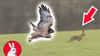 Re: [問卦] 山上放養兔兔會不會變成生態浩劫?