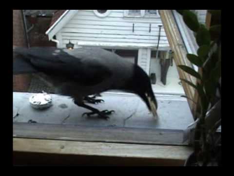 Kråke, take 27 , 3 days