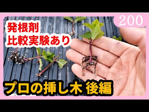 スイカズラの挿し木はいつ、どのように行うのですか?この植物をうまく繁殖させるためのチュートリアルとビデオは次のとおりです。  庭園