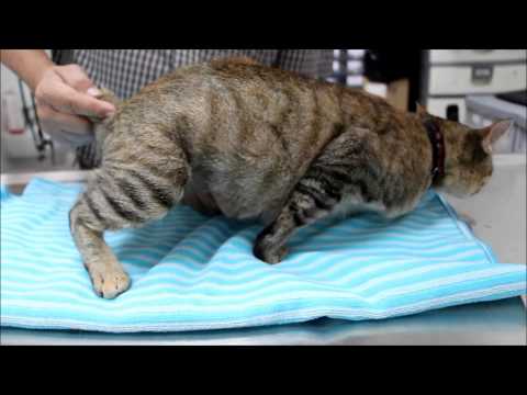 Spaying a pregnant cat - Part 1 - standard operating procedures