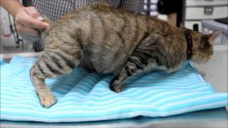 Spaying a pregnant cat - Part 1 - standard operati