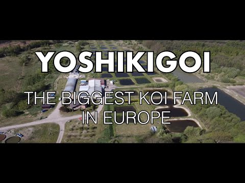 THE BIGGEST KOI FARM IN EUROPE YOSHIKIGOI