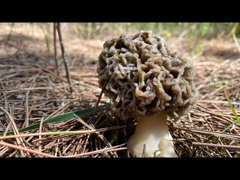 Forager’s Culinary Orgasm: how to cook Morels - the most delicious way to enjoy these alien brains