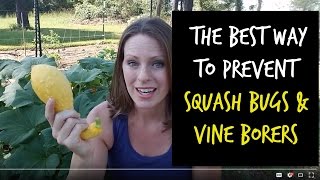 Best Way to Prevent Squash Vine Borers and Squash Bugs