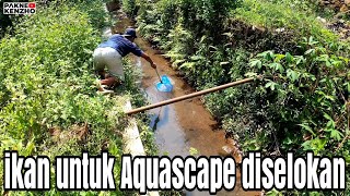#360 Nemu ikan lucu di irigasi sawah,cantik ini buat Aquascape!!!