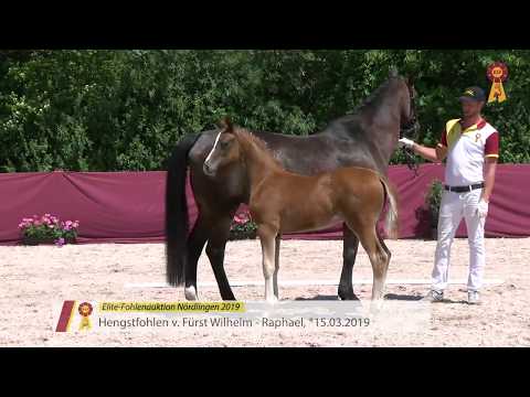 Fohlen von Fürst Wilhelm x Raphael