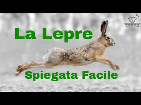 , title : 'Lepre (Lepus Europaeus) Spiegata Facile'