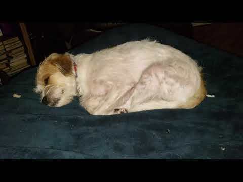 Bernie sounds like a Guinea pig in his sleep!