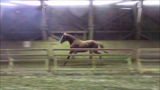 Video of Fürstoil Carrus 196 FIN