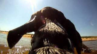 preview picture of video 'Opie the GSP retreiving in the the ocean'