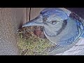 Blue Jay Steals Cowbird Hatchling from Phoebe Nest