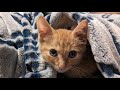 Riker's not feeling well but he's still purring!