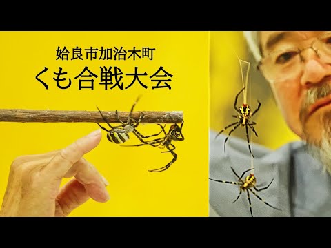 There's a Spider Fighting Tournament in Japan! And I Participated! Explore Make Art. #くも合戦大会