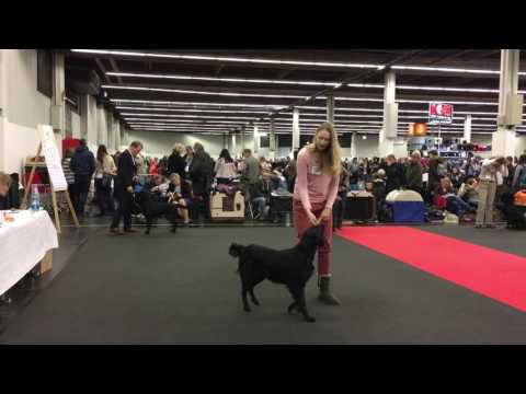 Laura und Gwenna Cacib 2017