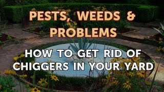 How to Get Rid of Chiggers in Your Yard
