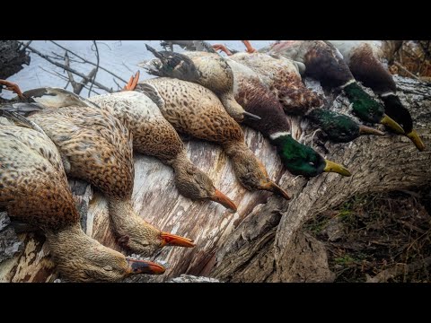 Duck Hunting BACKWATER MALLARDS on Wisconsin PUBLIC LAND! (LIMITS!)