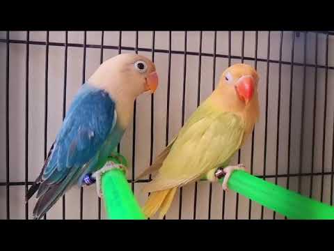 Aqua oplaine B2//pf male into Aqua oplaine pale fellow B1 female available