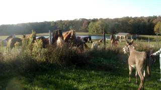 Rescue Donkey Meets His New Horse Friends For the First Time Cute Funny Video