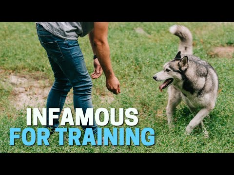Real Reasons Why Siberian Huskies are so Difficult to Train!