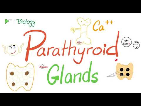 Parathyroid Glands - Parathyroid hormone (PTH or Parathormone) - Calcium - Endocrine System