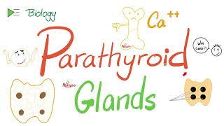 Parathyroid Glands, and Parathyroid hormone (PTH or Parathormone).