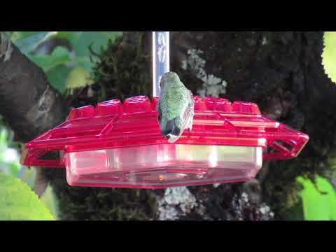 Female Anna's Hummingbird Returns to the feeder.