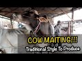 Bull Works Mating To Produce Baby Cow MEETING Pt 17