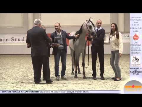 3rd N.1 TB HILAL - Berlin Cup S-Show Werder 2015 - Junior Female Championship (Class 15)