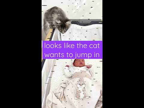 #scary yet #funny #cute #mainecoon #cat #attitude to our #newborn #baby #shorts #viral