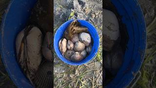 Shellfishing また貝掘り お目当ては本ミルガイ#Shorts