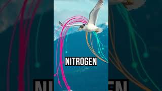 Tiny Bird, Big Impact