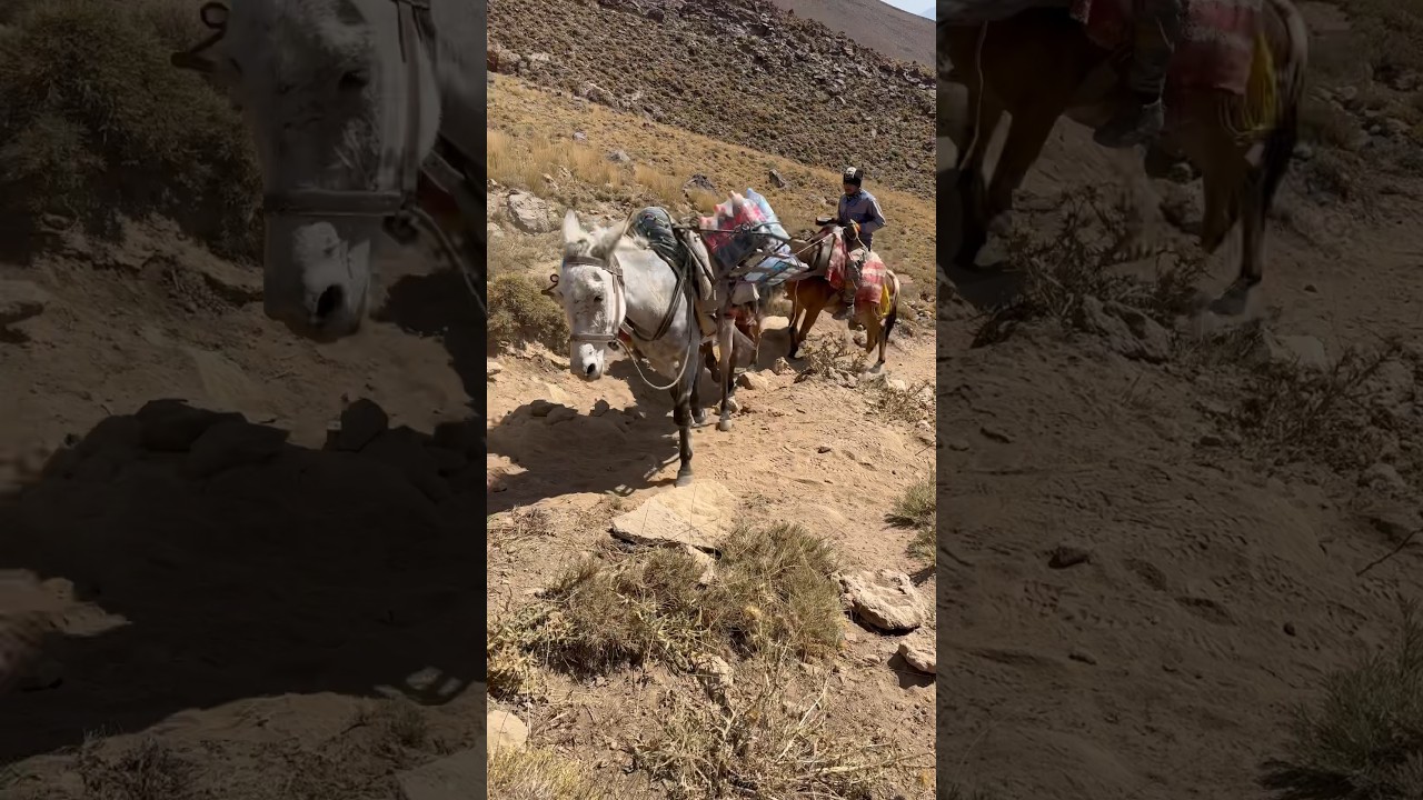 Mules (cross between a horse and donkey) carry goods and luggage to Mount Damavand 4220m camp