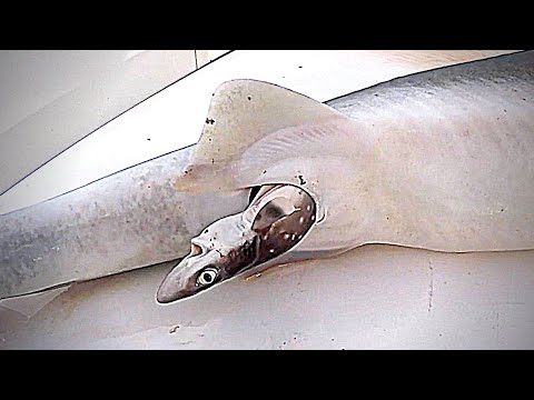 Shark Gives BIRTH on Boat!!! (My Reaction = 😱)