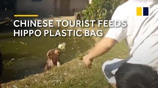 Chinese tourist feeds hippo plastic bag