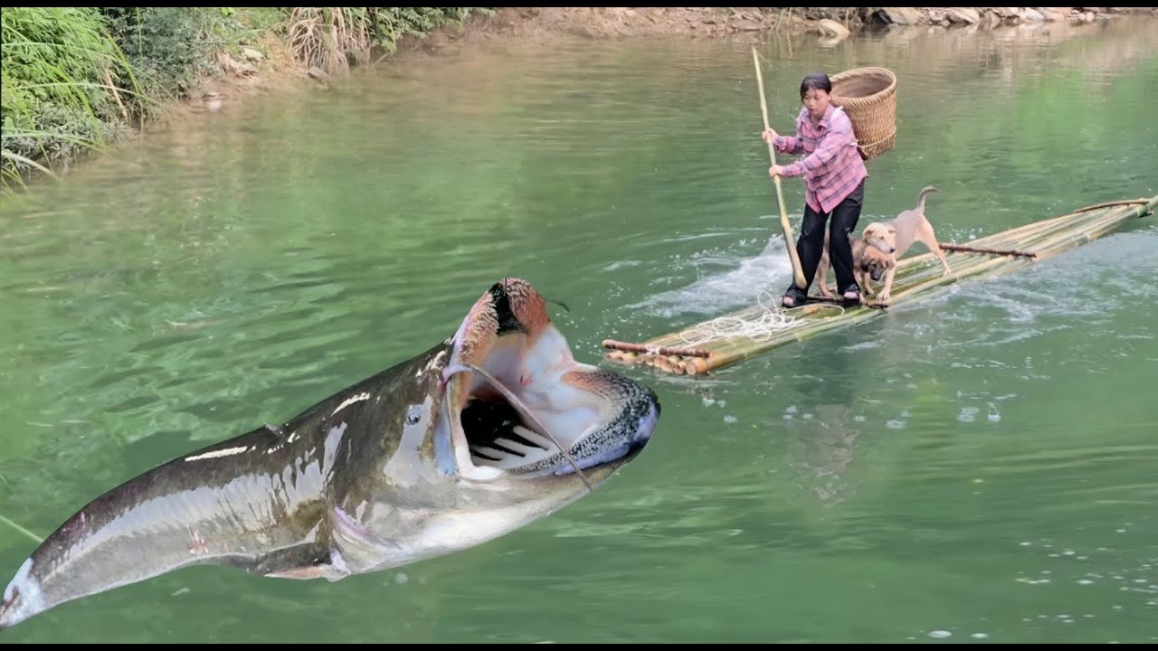 Vietnamese girl harvests rice and fishes for a living alone with her two pet dogs - ha thi muon