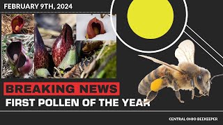 Bees Flying Food Reserves Shrinking/ When & What To Offer