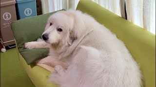 ドレミの歌グレートピレニーズ がライブ配信中!