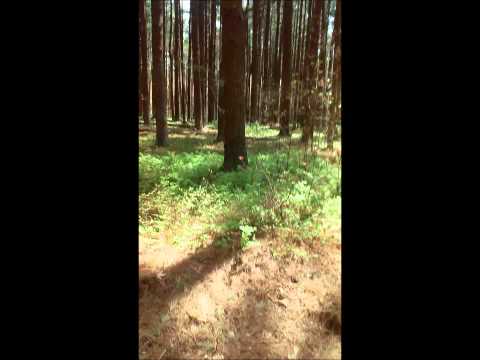 Reading MA town forest 1