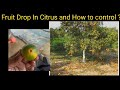 How to control Fruit Drop In Citrus ?#agriculture #citrus #agribychandan #agricultural #agri