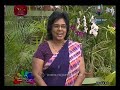 nugasewana-orhid-mal-wagawa-18-09-2019